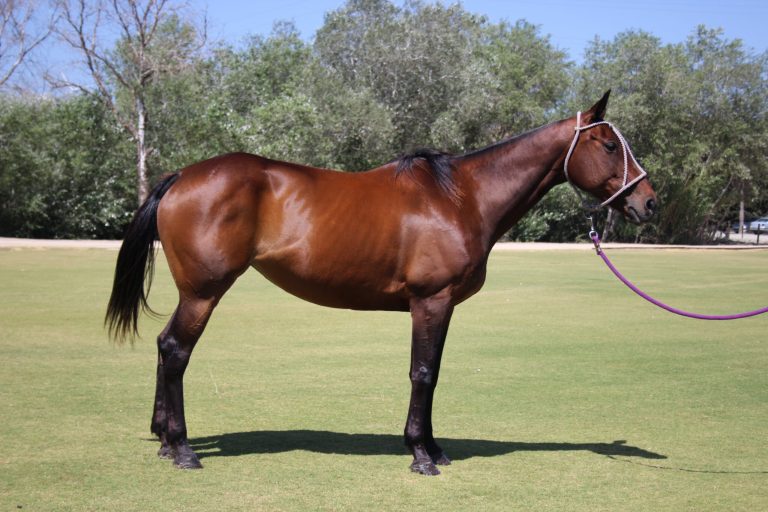 Remolacha-min-scaled